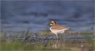 <p>KULÍK ŘÍČNÍ (Charadrius dubius) Varnsdorf /Little ringed plover - Flussregenpfeifer/</p>